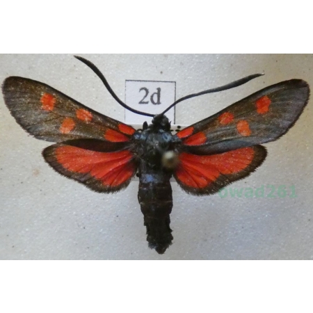 Zygaena angelicae Ochsenheimer, 1808 Kraśnik dzięgielowiec Slovakia2d